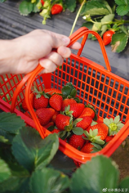 冬天的草莓长的又大又红,此时它算反季节水果吗?