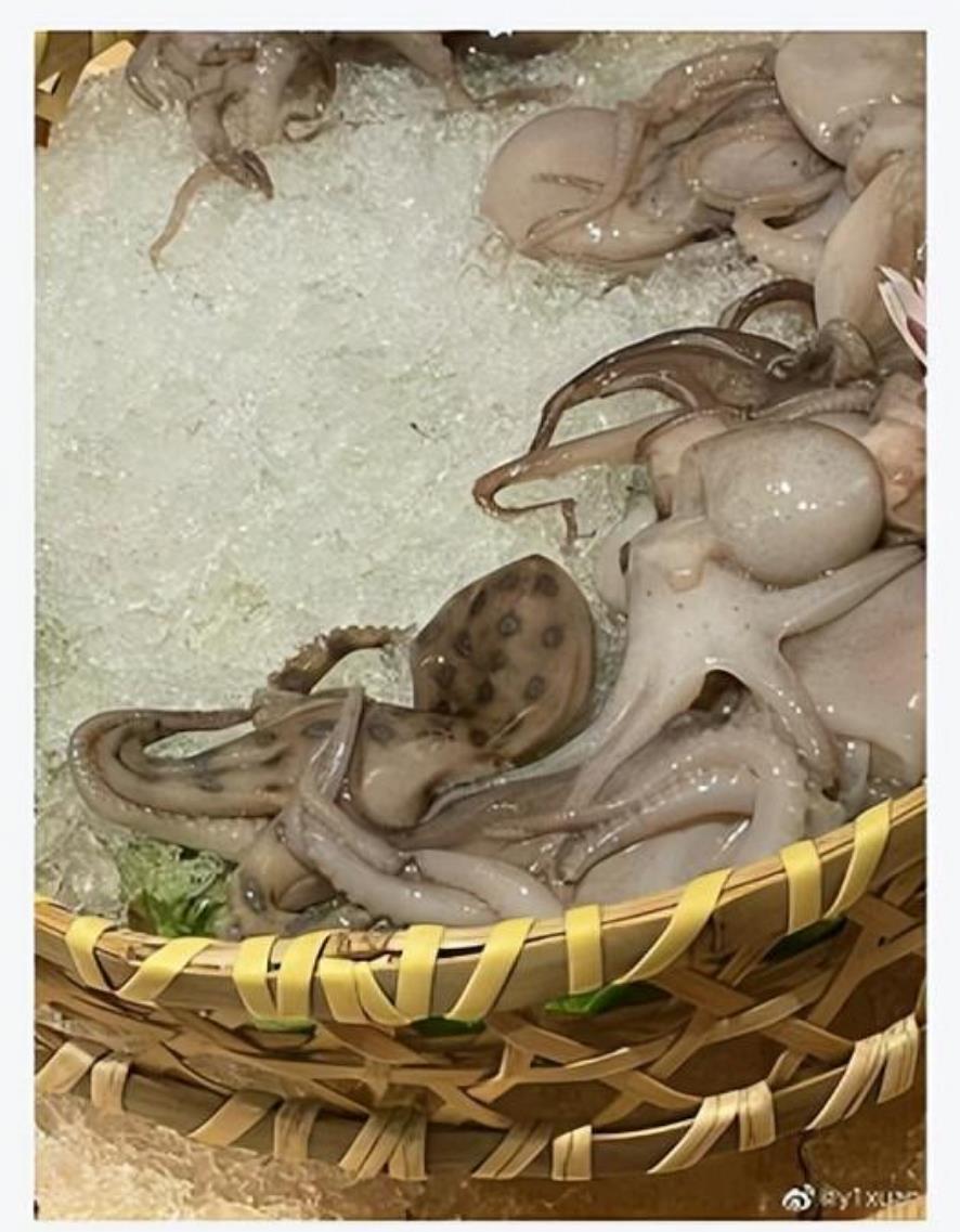 你知道什么是蓝环章鱼吗?网友吃火锅菜品中发现豹纹蓝圈