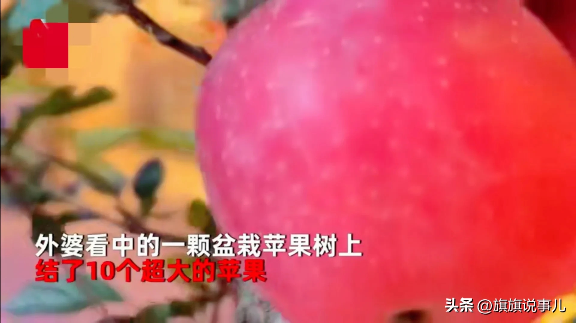 过年女子想讨个红火,花380元买到可拆卸苹果树真让人哭笑不得