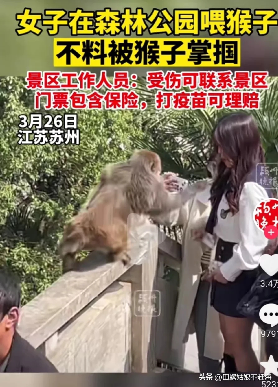 女子景区给猴子喂食遭掌掴的视频把人都笑晕了.