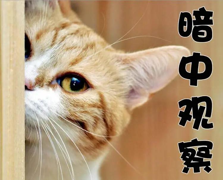 老是觉得身边人在谈论我.为什么总感觉别人在关注自己呢?