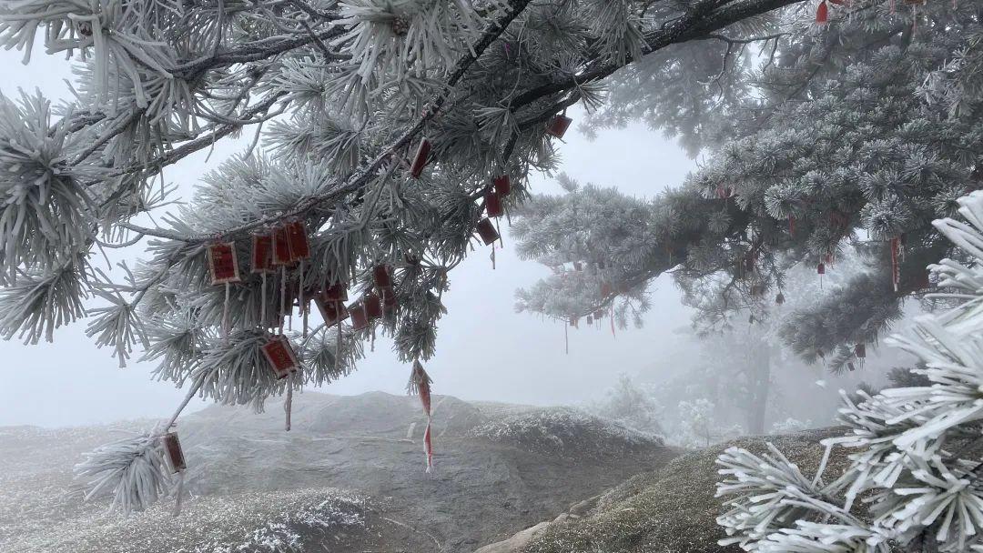 泰山之巅雨后现雾凇奇观太让人为之迷恋.玉树琼枝宛若仙境
