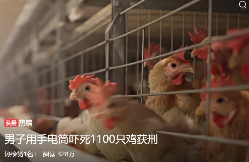 男子为报复,用手电筒吓死邻居养的1100只鸡.损失惨重