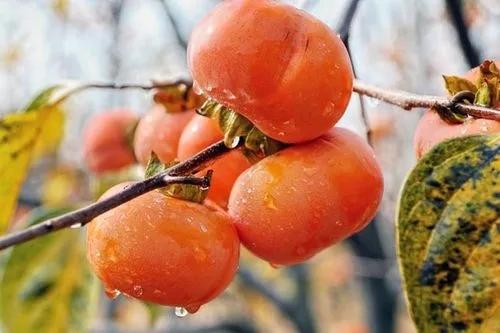 爱吃柿子的你知道为什么有的甜有的涩?怎么才让柿子不涩口