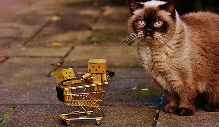有的猫会给主人带礼物的形为?你懂宠物猫的想法和意思吗?