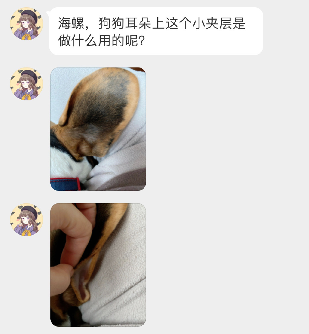 狗狗耳朵上的小夹层是做啥用的没人知道吧！