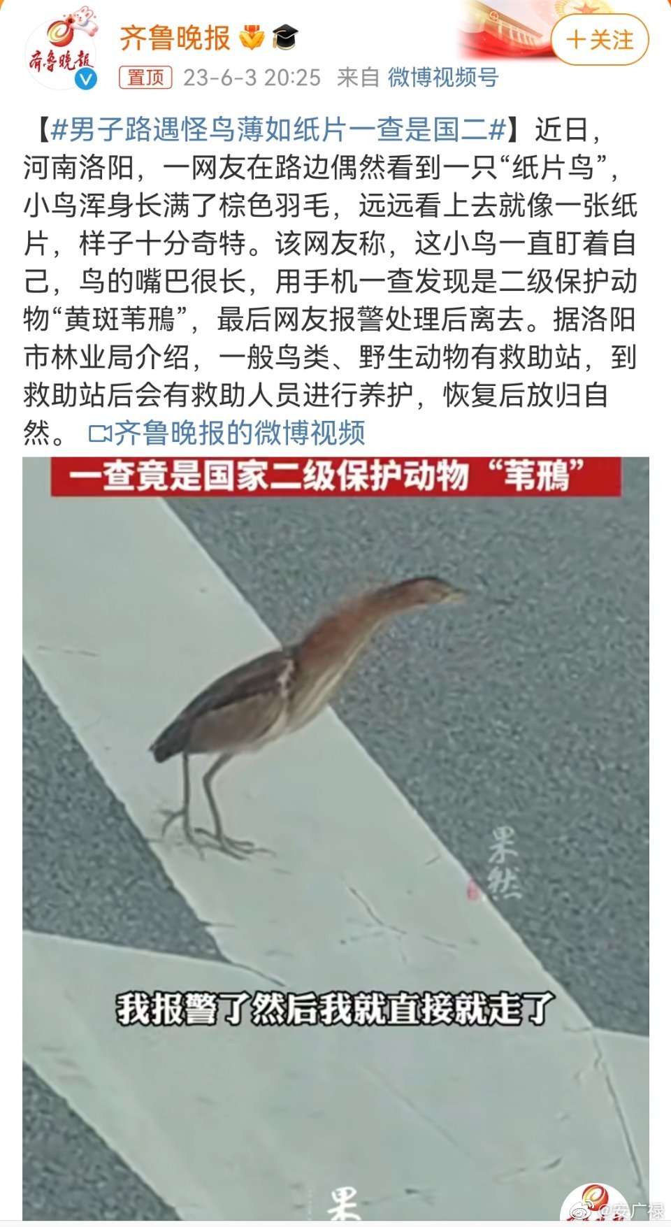 男子路遇怪鸟，身体薄如纸片，一查是国二级保护动物