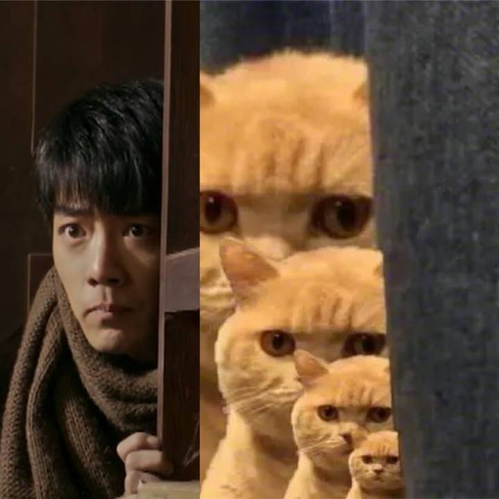 肖战撞脸狗狗，兔兔，猫猫，当表情包好想把它们都抱回家