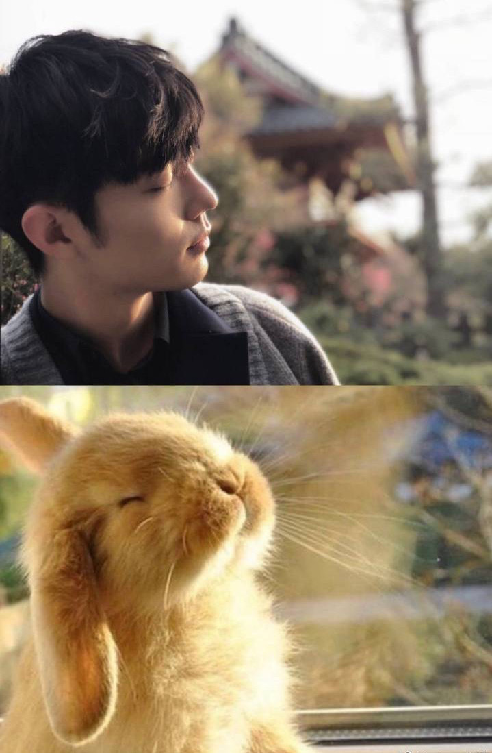 肖战撞脸狗狗，兔兔，猫猫，当表情包好想把它们都抱回家