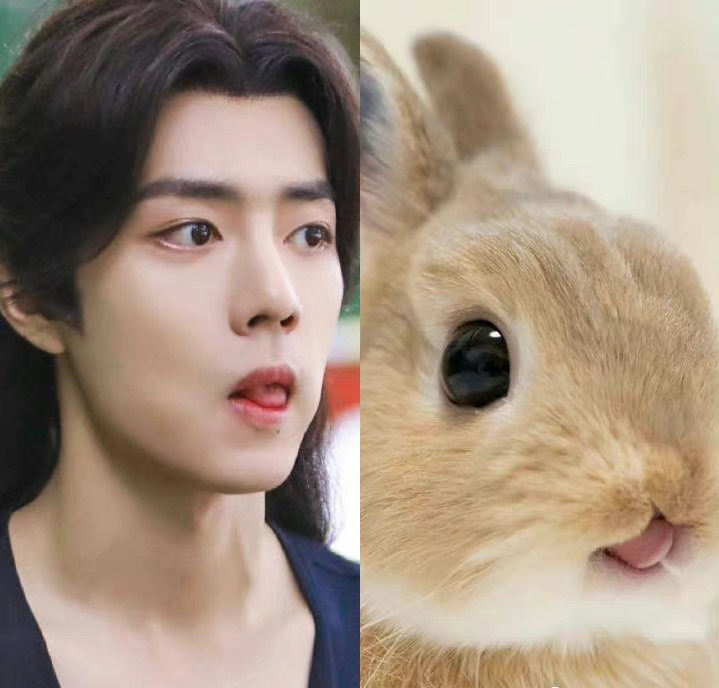 肖战撞脸狗狗，兔兔，猫猫，当表情包好想把它们都抱回家