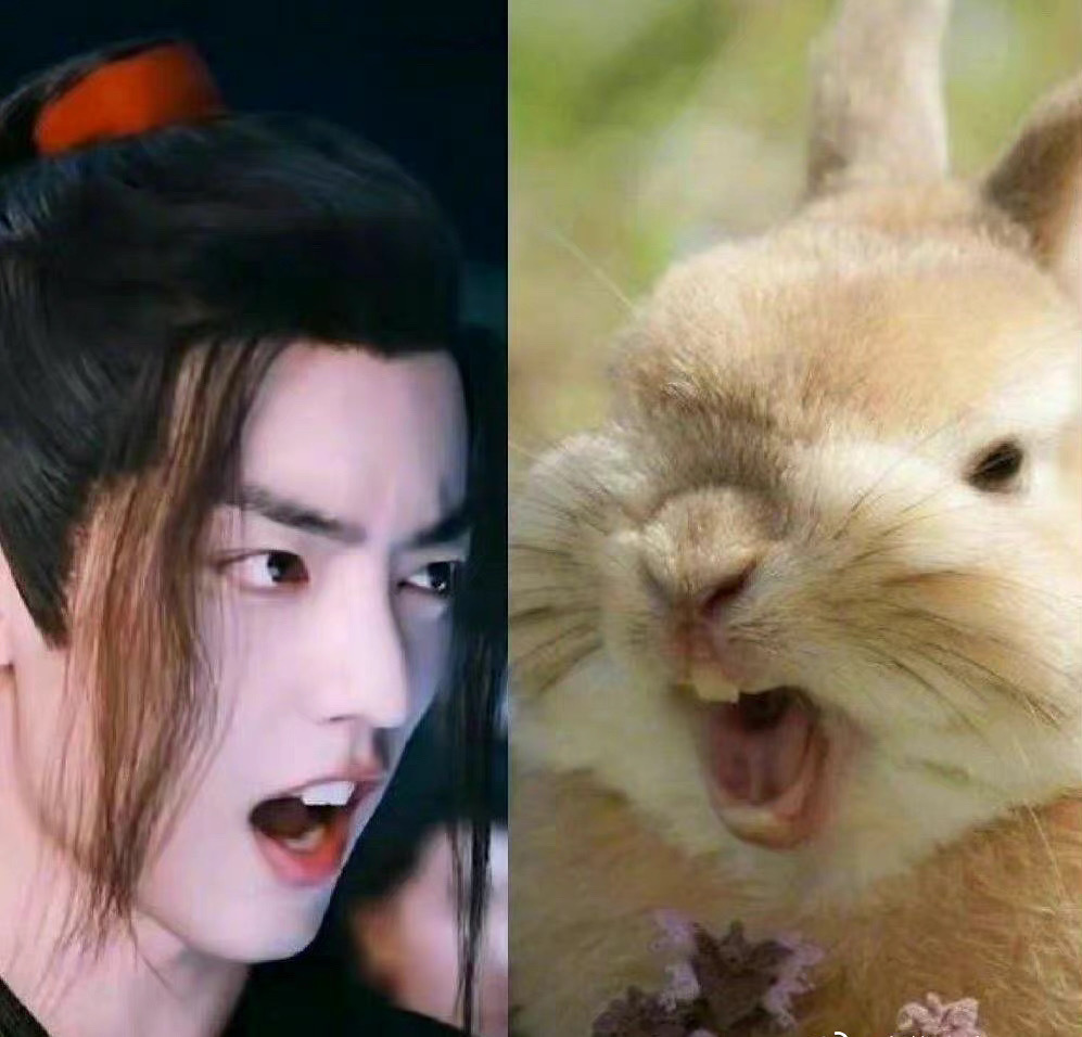 肖战撞脸狗狗，兔兔，猫猫，当表情包好想把它们都抱回家