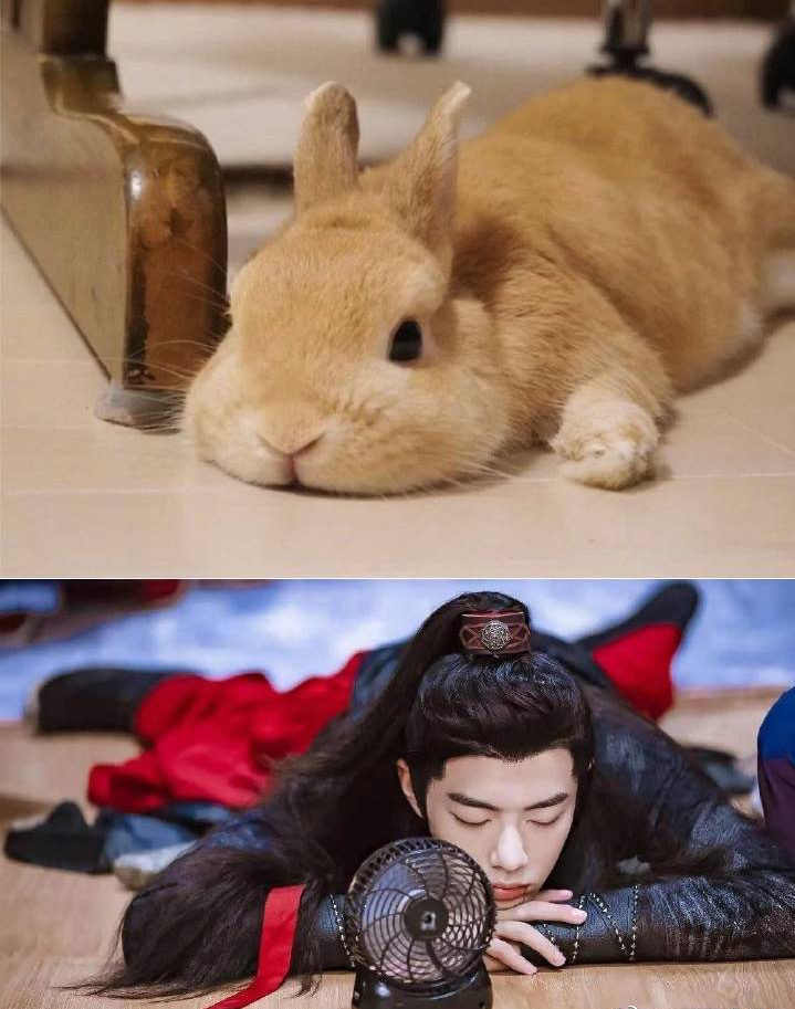 肖战撞脸狗狗，兔兔，猫猫，当表情包好想把它们都抱回家