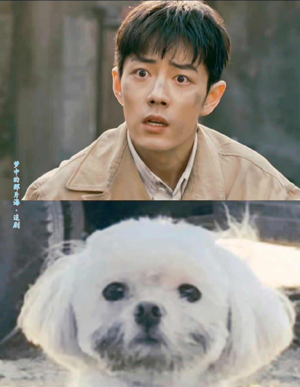 肖战撞脸狗狗，兔兔，猫猫，当表情包好想把它们都抱回家