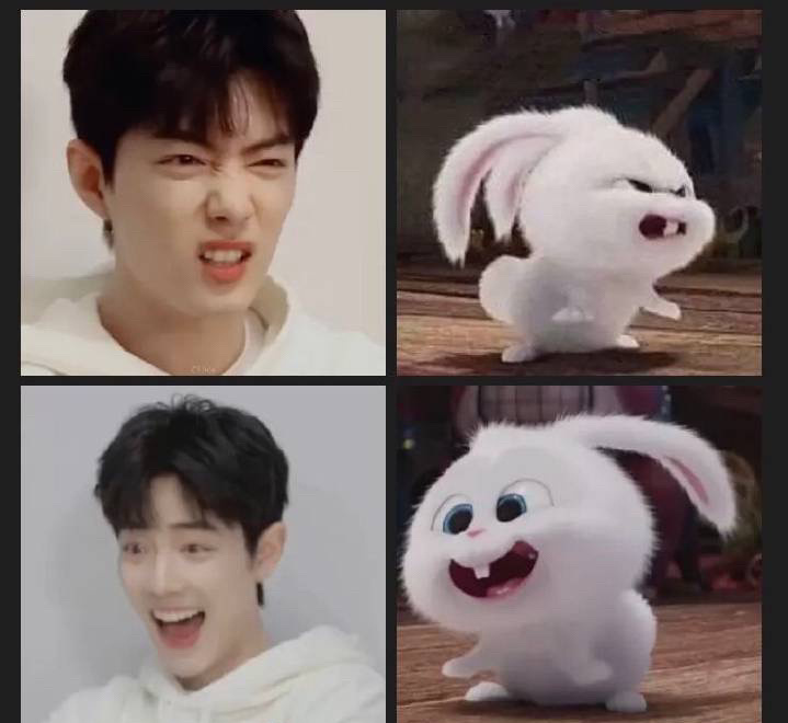 肖战撞脸狗狗，兔兔，猫猫，当表情包好想把它们都抱回家