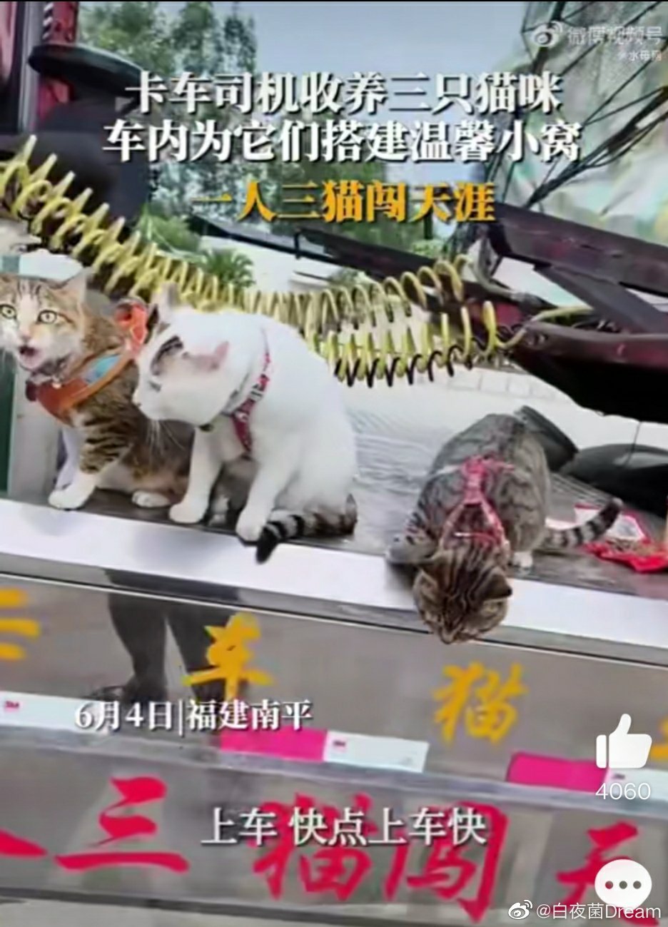 卡车司机车内搭窝收养三只小猫：一起流浪一起闯