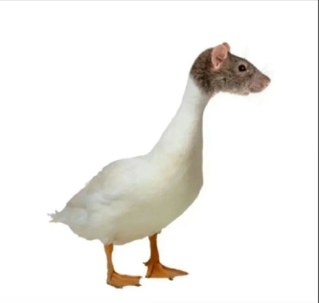 一只老鼠头让绝味鸭脖股价下跌，真的只是因为这件事吗？