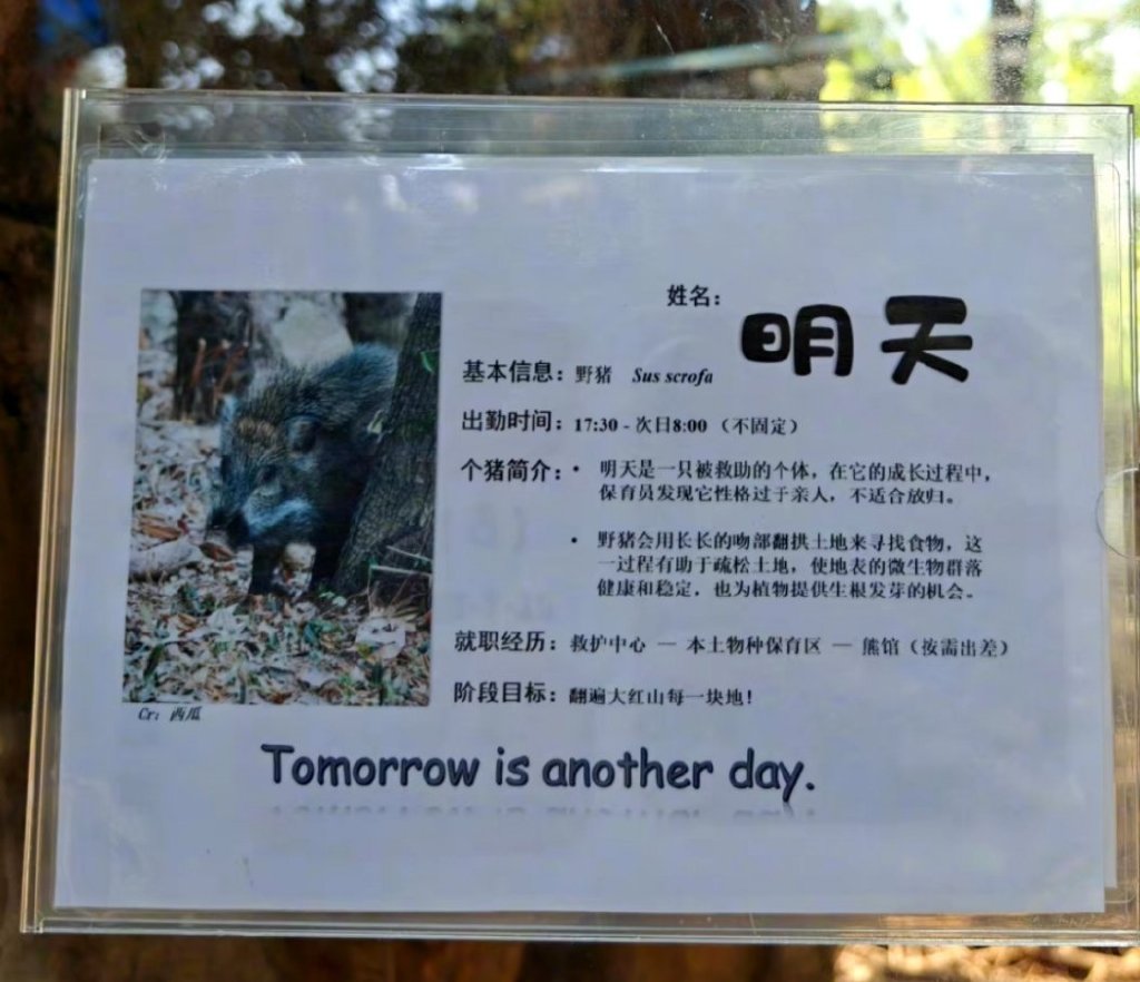 红山动物园有一只爱翻土的猎，有人叫它工作猪。