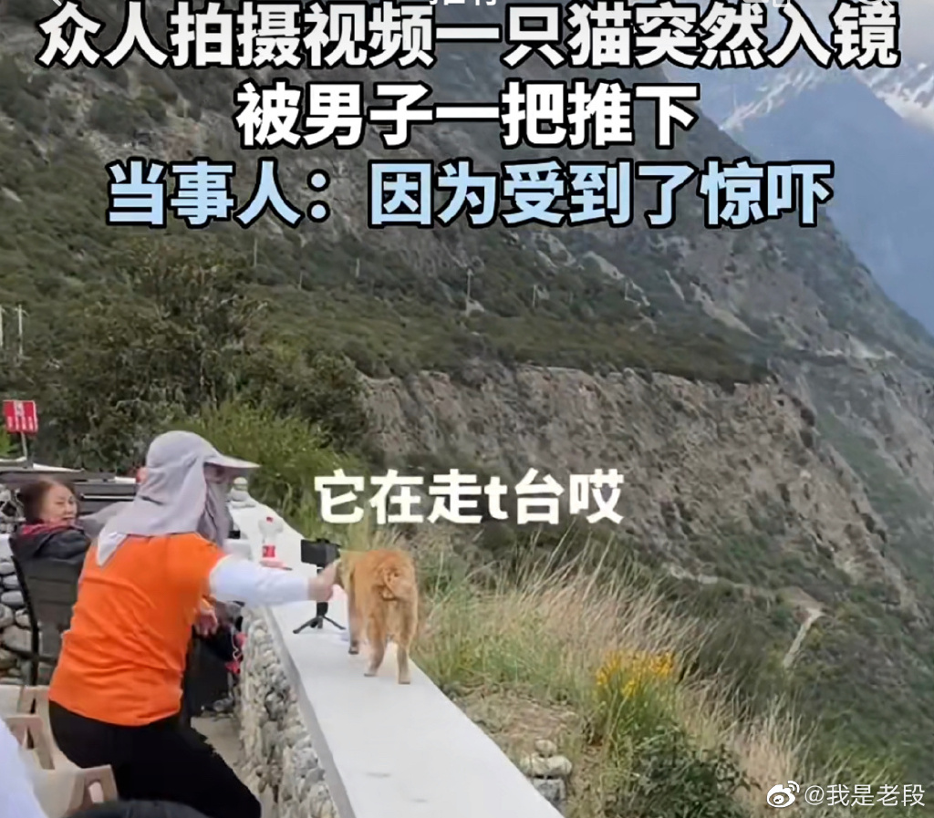 小猫突然入镜，可爱的小家伙被男子推下山崖