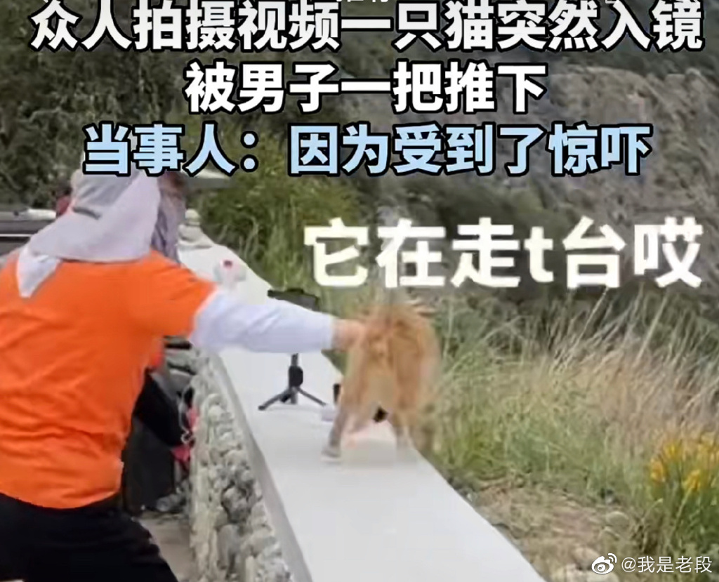 小猫突然入镜，可爱的小家伙被男子推下山崖