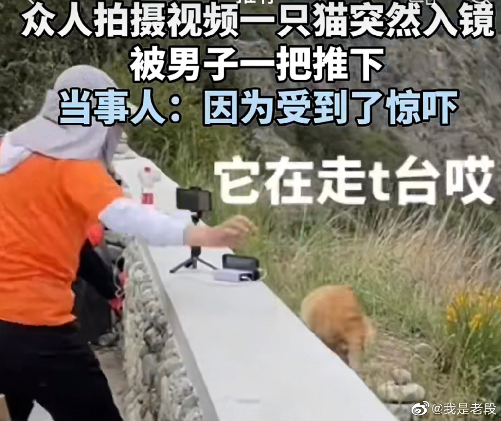 小猫突然入镜，可爱的小家伙被男子推下山崖