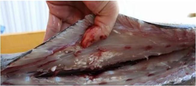 潮汕人的舌尖盛宴：生食海鲜一定要当心寄生虫的风险！