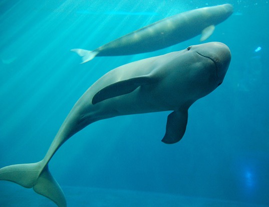 江豚的数量已经远远小于熊猫了：请一起保护水中大熊猫