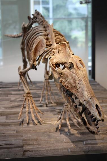 鲸鱼的祖先巴基鲸个头只有一米左右：千里之堤溃于蚁**