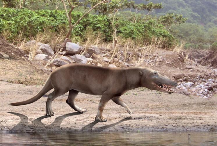鲸鱼的祖先巴基鲸个头只有一米左右：千里之堤溃于蚁**