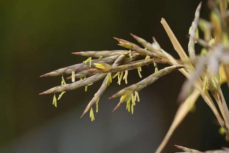竹子开花你见过吗？当它枝头长出花的时候就会死亡了