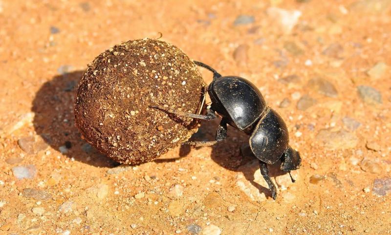 屎壳郎滚粪球的奇妙生活，为什么它对屎这么感兴趣？