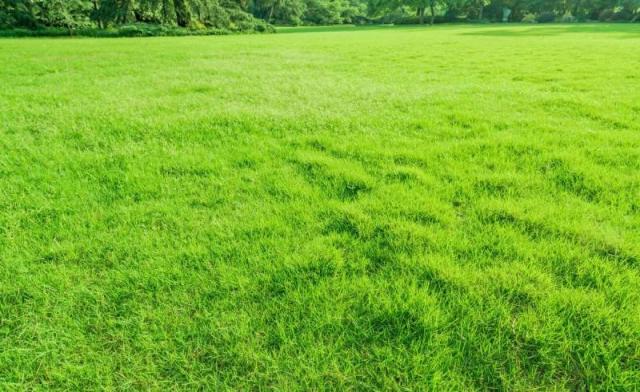 韭菜生长速度飞快，绿化草坪为什么不使用它呢？