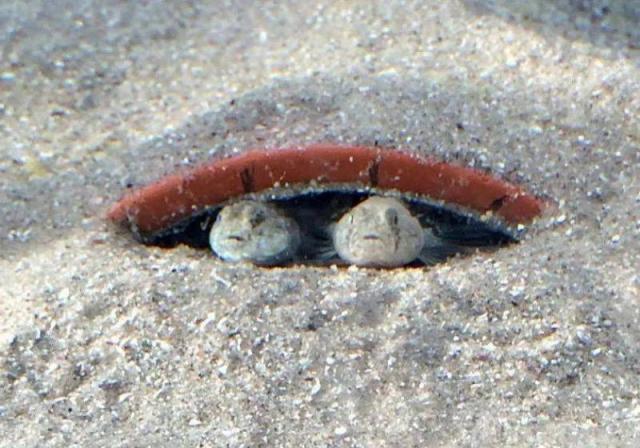 会筑巢顾家的鱼：让我们见识一下这些“家庭主妇”