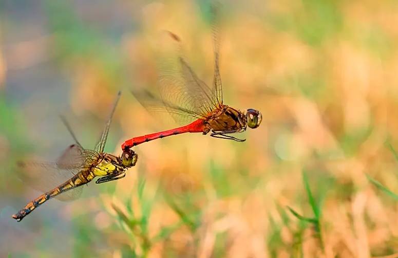 为什么男性比女性死得快？杏欲和寿命的关系对比！