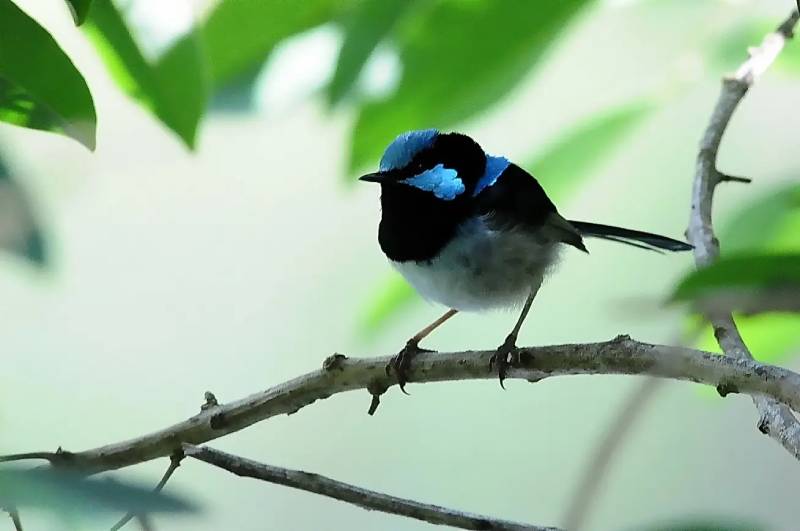 长得帅死的快，这个歌用来形容帅气小鸟，最合适不过了！