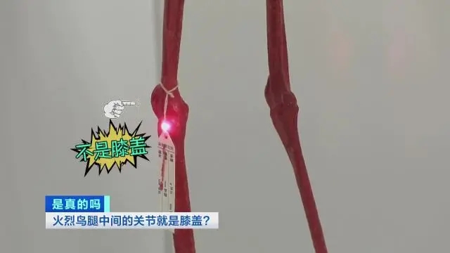 火烈鸟的“膝盖”就是人类的脚后跟，足下的惊天秘密！