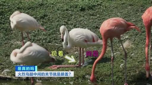 火烈鸟的“膝盖”就是人类的脚后跟，足下的惊天秘密！