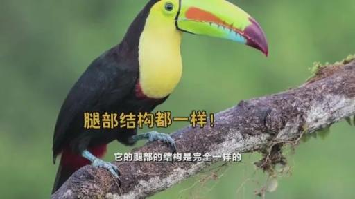 火烈鸟的“膝盖”就是人类的脚后跟，足下的惊天秘密！