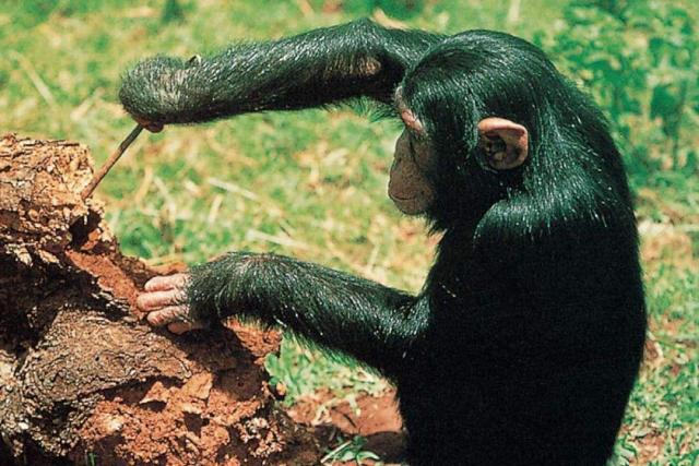 和人类一样可以利用工具的动物，目前已知的有8种！