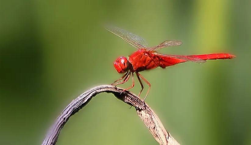 你觉得昆虫有痛觉吗？这些小虫子能否感受到疼痛呢？