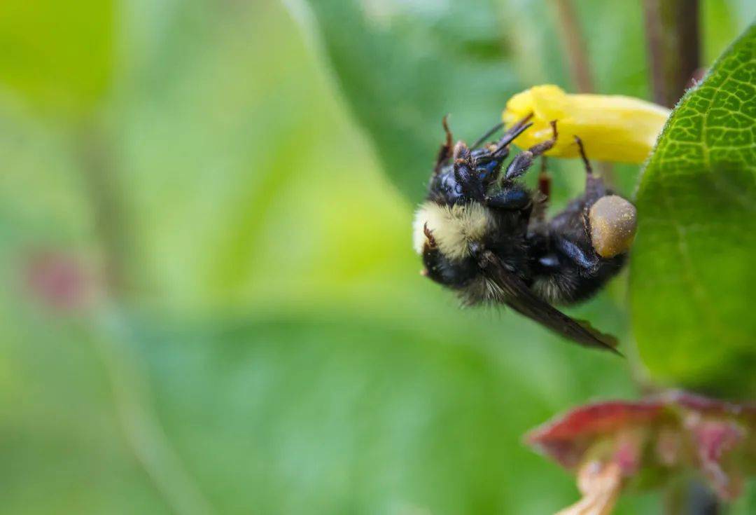 杀人蜂真的会攻击人类吗？它究竟有多危险？