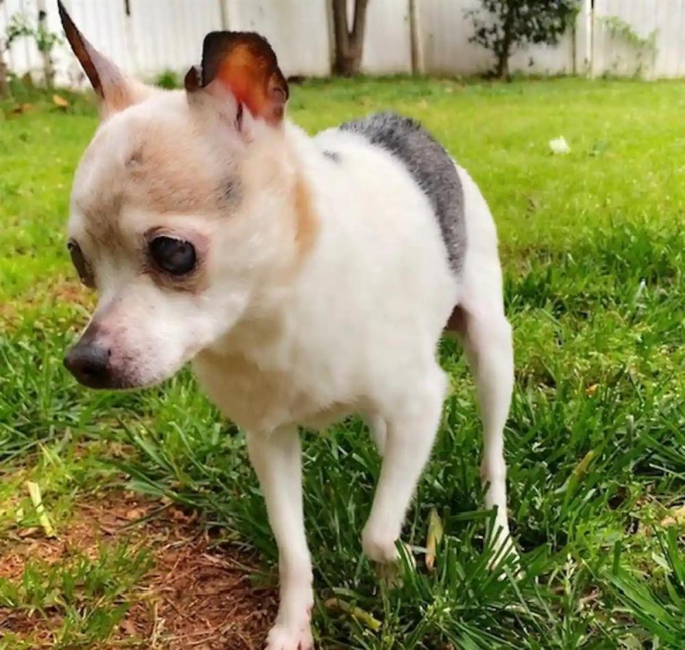 世界上最长寿的狗佩布尔斯：它活到了22岁后自然死亡