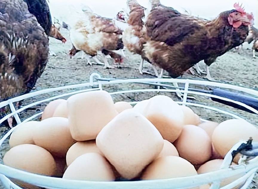 鸡蛋是一头大，一头小的椭圆型，它怎么长成这种形状呢？