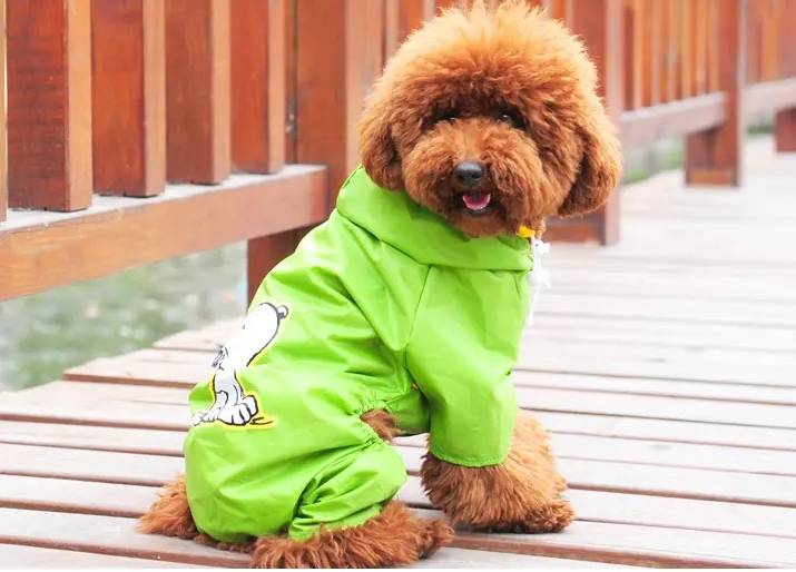 强行给狗狗穿上衣服后，它难道就不会感到尴尬吗？