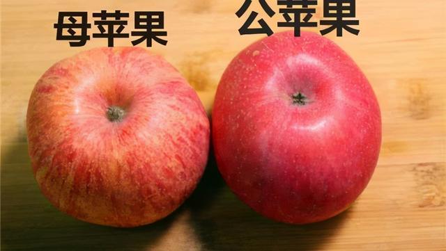 水果也分公母？谁说公的比母的更好吃