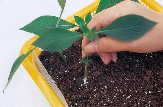 原来植物真的可以克隆啊，人类真是无所不能了！