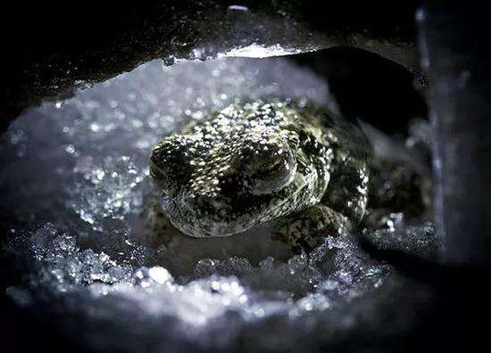 冷血动物奇葩过冬方式：你俗称的冬眠也太不浪漫了吧！