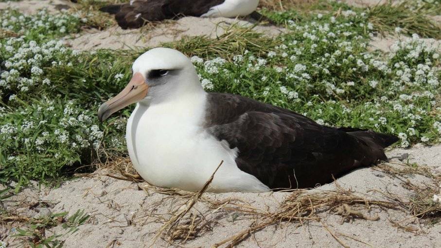 信天翁母亲妙龄68岁时又下了一个蛋，创造奇迹“种”不止！