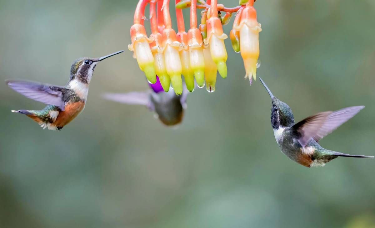 没想到蜂鸟还能倒着飞,你有见识过这种逆天的空中静止吗？