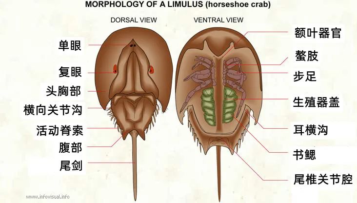躺平了4亿多年都不进化的鲎是一种什么神奇的生物？