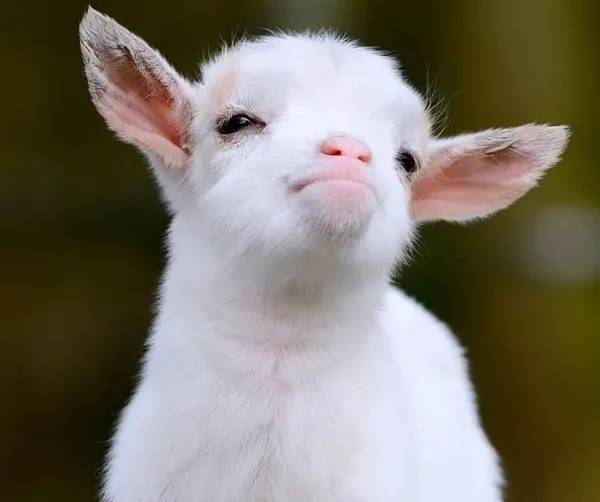 动物眼睛长相之谜：左右双眼VS前方独眼